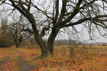 Fototapeta na wymiar leafless oaks tree