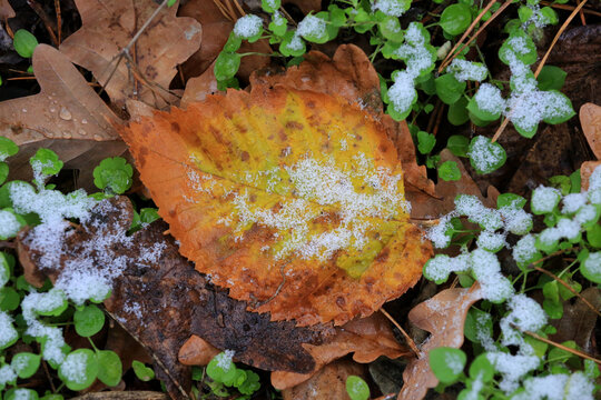 Frozen Atumn Leaf On Grass