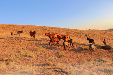 Fototapeta na wymiar stray horses roaming the mountains, herd of horses