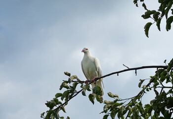 White turtle dove (Streptopelia roseogrisea) sitting on tree branch. Light blue sky background behind the bird