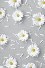 Chamomile background in trending color 2021.