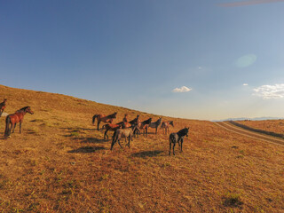 
stray horses roaming the mountains, herd of horses