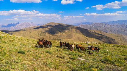 
stray horses roaming the mountains, herd of horses