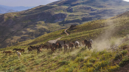 
stray horses roaming the mountains, herd of horses