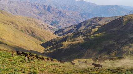 
stray horses roaming the mountains, herd of horses