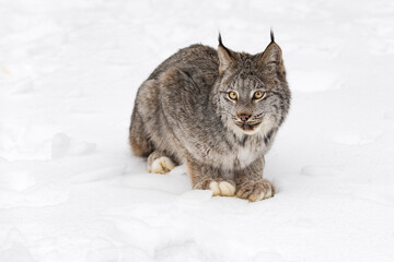 Canadian Lynx (Lynx canadensis) Sits in Snow Tongue Poked Out Winter