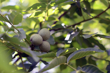 three green walnuts on a branch among green foliage