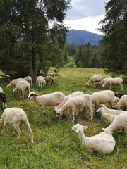 Obraz na płótnie Canvas Sheeps in a meadow on green grass. Mountain.