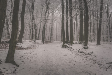 forest in winter time nobody