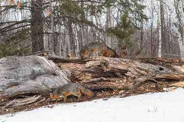 Grey Foxes (Urocyon cinereoargenteus) Sniff Along Top and Bottom of Log Winter