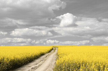 Blooming rapeseed field. Landscape tinted in yellow and gray, trending color 2021.