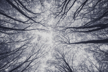 dramatic winter forest with tree trunks and tops