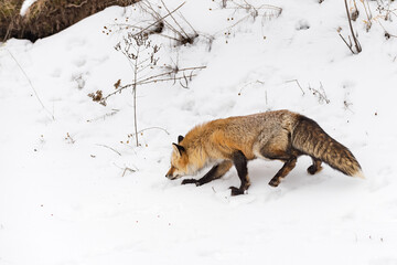 Obraz premium Red Fox (Vulpes vulpes) Walks Left Along Base of Embankment Winter