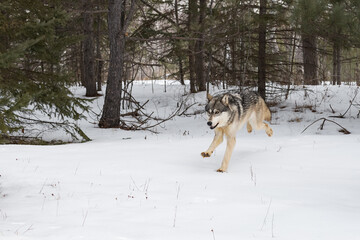 Grey Wolf (Canis lupus) Runs Out of Forest Winter