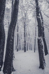 shaped tree trunks with frost and snow background