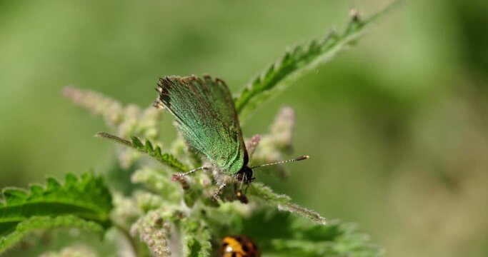 Green hairstreak on plant, Compton Abbas, Dorset, UK