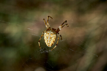
spider, cobweb, insect, macro, nature, arachnid, animal, web, garden, wildlife, closeup, danger, legs, predator, phobia, cross, trap, garden spider, creepy, hairy, fear, poisonous spider, sticky,