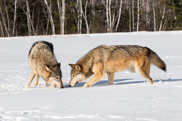 Two Grey Wolves (Canis lupus) Come Together Sniffing in Field Winter