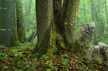 Hazy forest landscape with old thick mossy trees and rocks