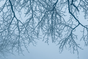 Fototapeta na wymiar foggy and misty forest with snow