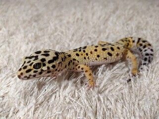 leopard gecko