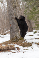 Black Bear (Ursus americanus) Stands on Back Legs to Claw at Tree Winter