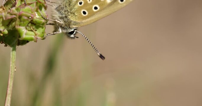Adonis blue on plant, Compton Abbas, Dorset, UK