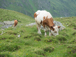 Fototapeta na wymiar Close up of grazing cow at alpine meadow in Stubaital Valley. Summer. Tirol Alps, Austria