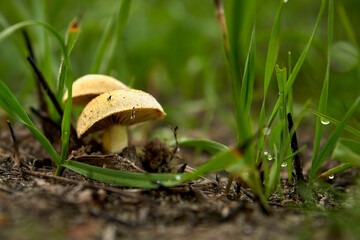 mushroom, forest, autumn, nature, toadstool, red, fly agaric, mushrooms, poisonous, poison, grass, plant, poisonous, food, season, hat, white, tree, leaves, green, close-up, big, autumn, forest mushro
