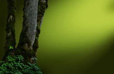 Mossy tree on mysterious golden ray of light background