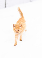 Beautiful ginger cat on snow background. Red cat walks in the snow. Winter. Snow. Frost.