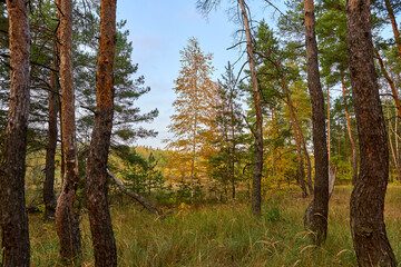 Obraz premium forest landscape, forest, nature, landscape, green, summer, outdoors, blue, grass, trees, park, beautiful, pine, background, travel, evening, sun, green plant, natural, season, park, national, spring