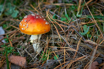 mushroom, forest, autumn, nature, toadstool, red, fly agaric, mushrooms, poisonous, poison, grass, plant, poisonous, food, season, hat, white, tree, leaves, green, close-up, big, autumn, forest mushro