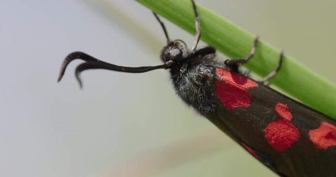 Five-spot burnet moth, Compton Abbas, Dorset, UK