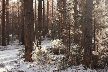 Fototapeta na wymiar landscape winter forest, seasonal beautiful view in snowy forest december nature