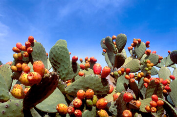 Colorful prickly pear cactus