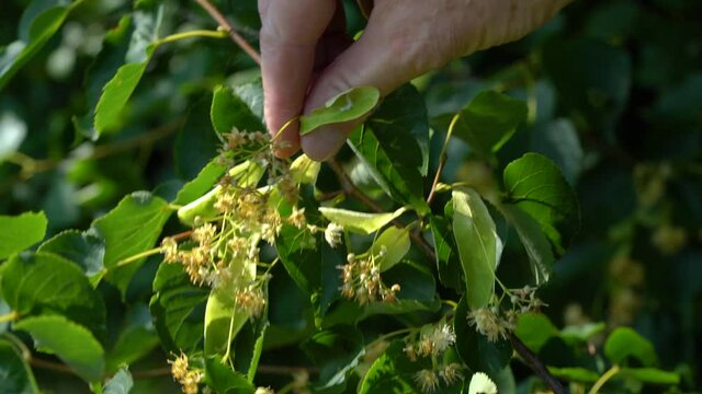 Picking Small-Leaved Lime flowers for tea (Tilia cordata) - (4K)