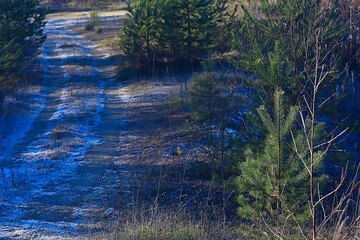 landscape winter forest, seasonal beautiful view in snowy forest december nature