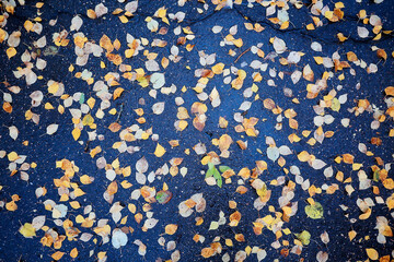 fallen leaves autumn abstract background, yellow leaves, october in the park, seasonal design