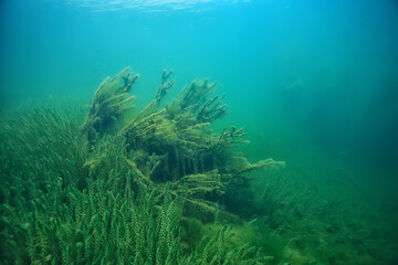 Fototapeta na wymiar underwater green landscape / nature underwater eco ecology lake, wild diving