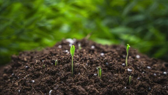 Plants growing in spring timelapse 4k, sprouts germinating newborn plant in agriculture in greenhouse