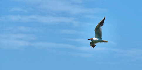 Obraz premium Seagull flies in the sky spreading its wings. master plan