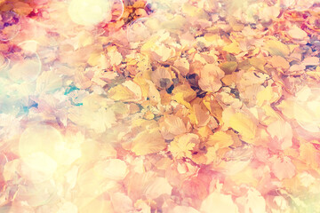 Naklejka na ściany i meble autumn leaves rays of sun background / sunny autumn day background, beautiful autumn leaves in sunlight