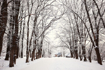 winter landscape in the forest / snowy weather in January, beautiful landscape in the snowy forest, a trip to the north