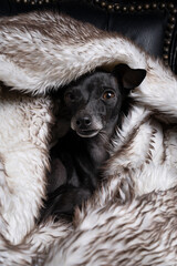 Italian greyhound dog wlying in a fluffy fur blanket hiding being sleepy