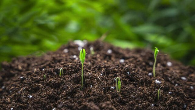 Plants growing in spring timelapse 4k, sprouts germinating newborn plant in agriculture in greenhouse