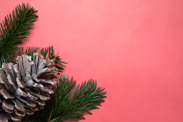 The cone and branches of Christmas tree on pink background. Copy space.