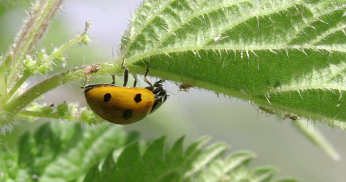 7-spot ladybird on leaf, Compton Abbas, Dorset, UK