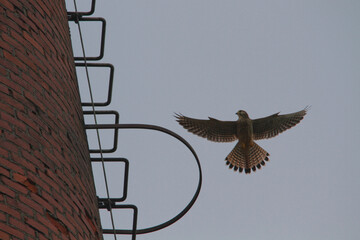 closeup of a falcon in an urban area with clear sky in the background