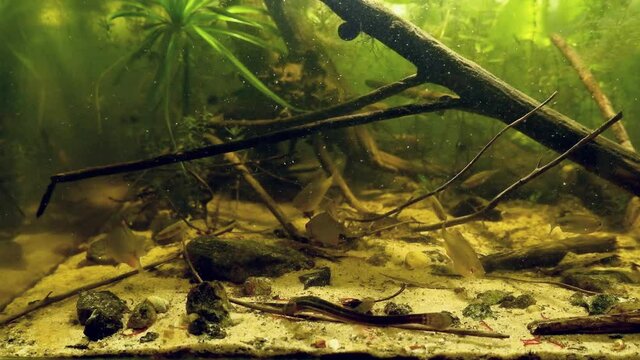 European bitterling, sunbleak and weatherfish, feeding with frozen cyclops and bloodworm in European river biotope aquarium, natural behaviour of wild fish in captive
